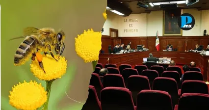 La abeja melipona, especie vinculada a la cosmovisi&oacute;n maya, es objeto de an&aacute;lisis en la SCJN para determinar si puede ser reconocida como sujeto de derechos.