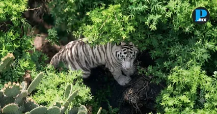 UNAM confirma que bala provoc&oacute; la muerte del tigre Kenzo