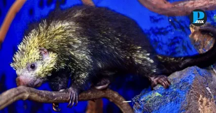 Profepa rescata puercoesp&iacute;n mexicano arbor&iacute;cola en Michoac&aacute;n
