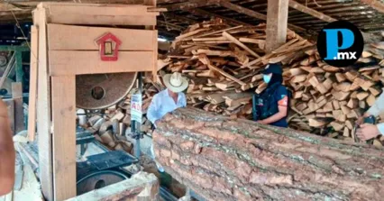 Personal de la PROFEPA y la Polic&iacute;a Estatal Forestal colocaron sellos de clausura e inmovilizaron maquinaria en dos predios dedicados al procesamiento ilegal de madera.