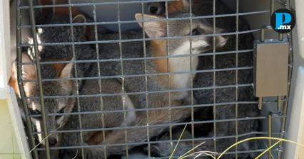Liberan 18 animales silvestres en Amozoc tras meses de rehabilitaci&oacute;n
