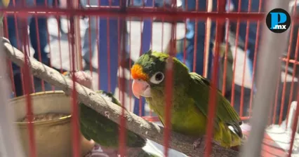Rescatan tres pericos atoleros durante operativo en un tianguis de Actopan