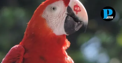 La Profepa resguardo a un ejemplar de guacamaya roja en un edificio en Puebla, tras comprobar la posesi&oacute;n ilegal y posible tr&aacute;fico de fauna..