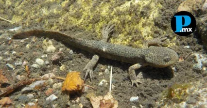Habitantes de San Jos&eacute; Chiapa muestran fauna end&eacute;mica para rechazar el Polo de Desarrollo