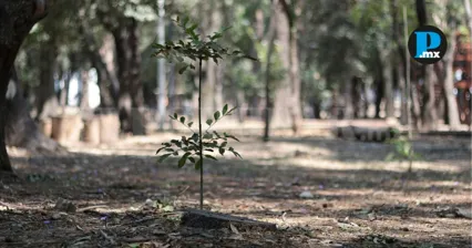 El municipio de Puebla pas&oacute; de 14 mil 046 hect&aacute;reas sin vegetaci&oacute;n en 1985 a 20 mil 853 en 2025, seg&uacute;n MapBiomas M&eacute;xico.