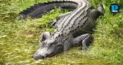 &iquest;Un cocodrilo en Puebla? Captan ejemplar en Laguna de San Baltazar