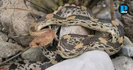 &iexcl;Tambi&eacute;n quer&iacute;a aprender! Hallan serpiente cincuate en kinder de San Andr&eacute;s Cholula