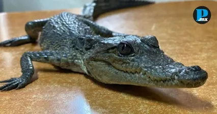 Capturan cocodrilo beb&eacute; en canal de Tehuac&aacute;n; otros dos siguen sueltos