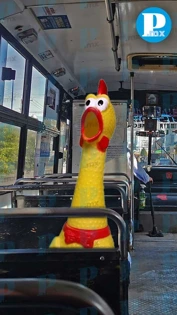 Movilidad retira ‘pollo chillón’ usado como timbre en camión de Puebla 