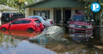 Cocodrilo es arrastrado hasta la sala de una casa por huracán Miltón