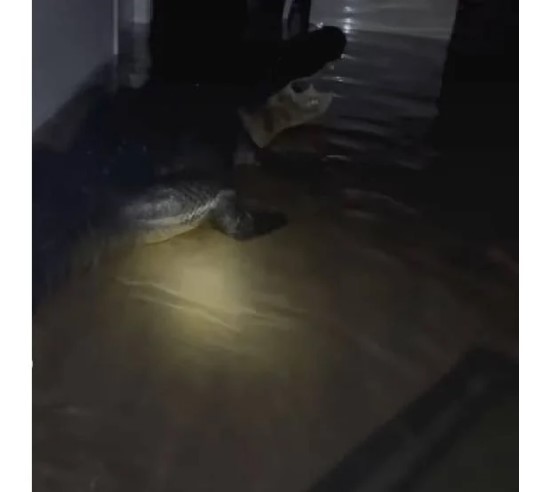 Foto del vídeo original