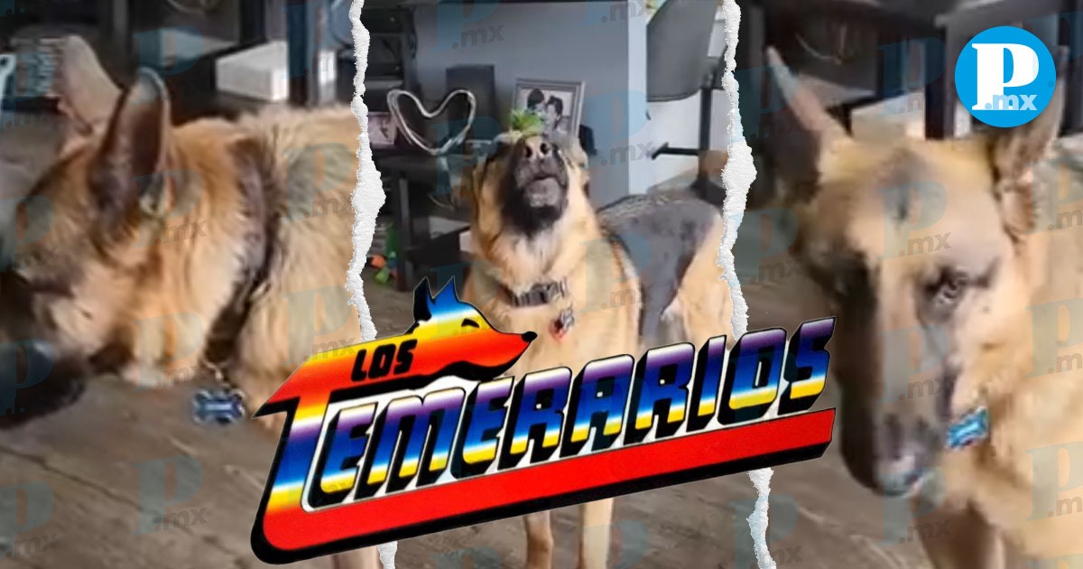 Perrito se vuelve viral por "cantar" una canción de Los Temerarios