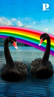 ¡Amor sin reglas! Cisnes negros machos roban huevos y crían de los polluelos