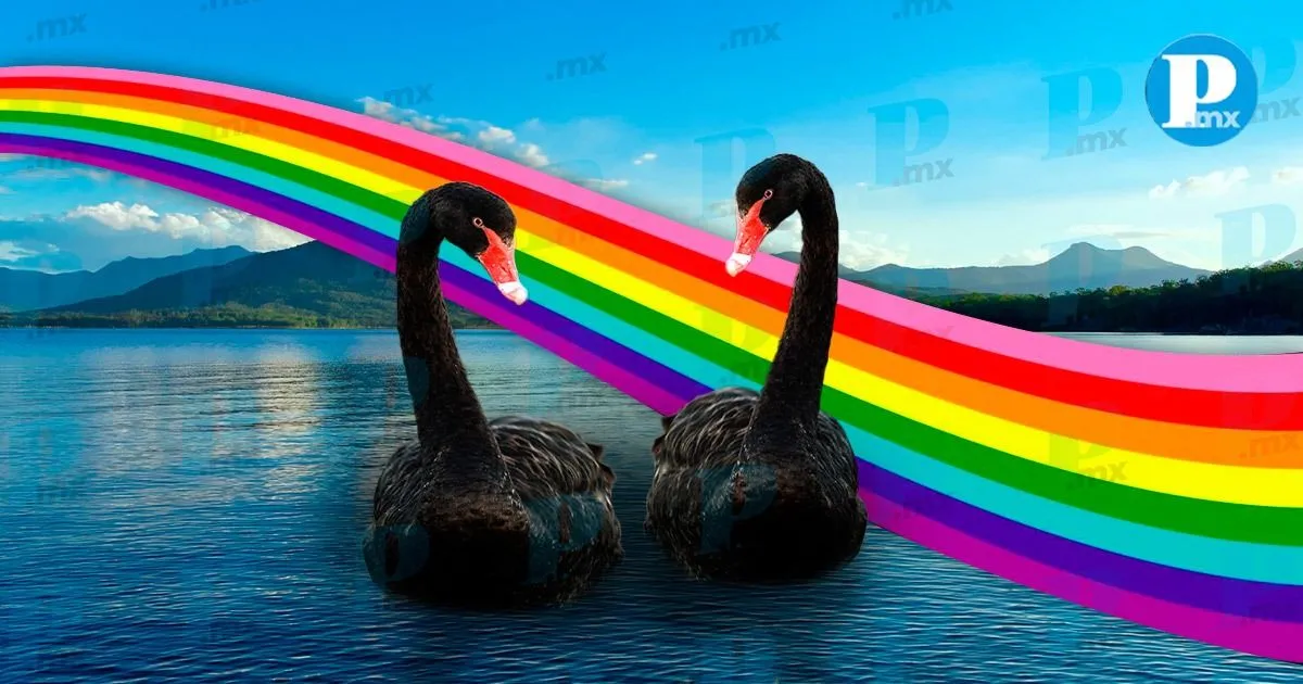 ¡Amor sin reglas! Cisnes negros machos roban huevos y crían de los polluelos