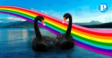 ¡Amor sin reglas! Cisnes negros machos roban huevos y crían de los polluelos