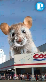 ¡Qué asco! Así es la rata gigante del Costco en Puebla