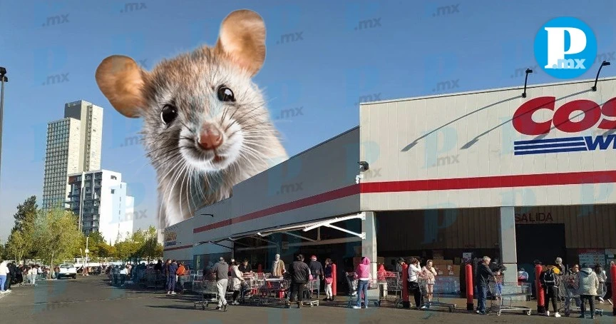 ¡Qué asco! Así es la rata gigante del Costco en Puebla