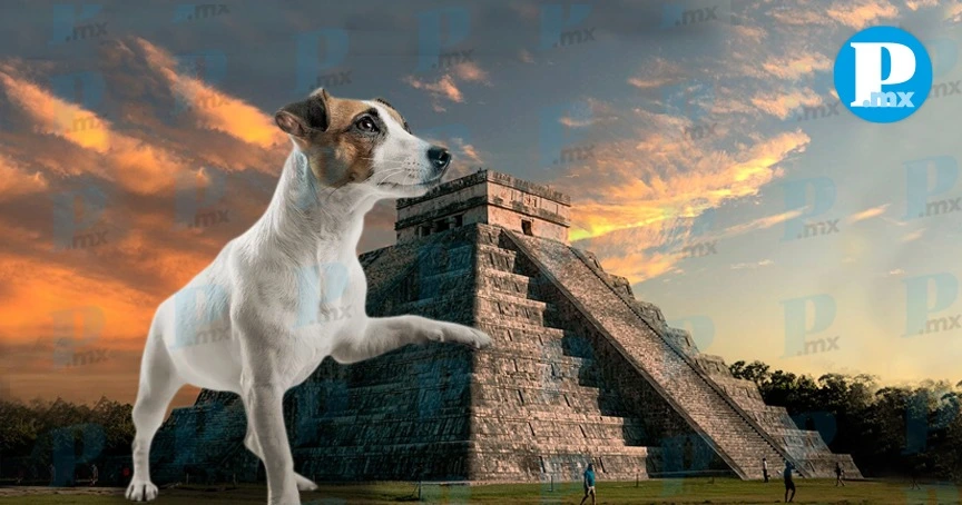 Osita, la perrita guardiana de Chichén Itzá que conquistó las redes