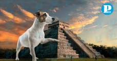 Osita, la perrita guardiana de Chichén Itzá que conquistó las redes