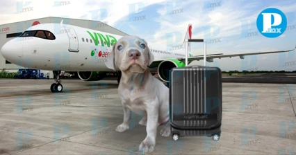 Viva Aerobús entrega perrito equivocado y la historia termina con final feliz