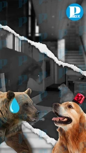 Valiente perrito enfrenta a oso que entró a su casa mientras su dueña dormía