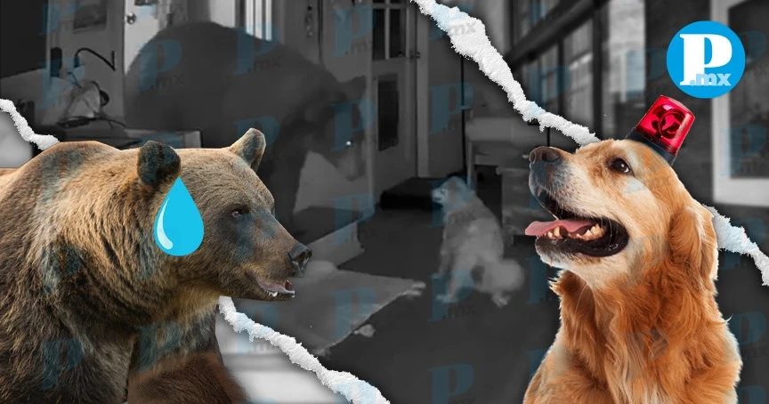 Valiente perrito enfrenta a oso que entró a su casa mientras su dueña dormía