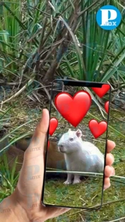 VIDEO ¡Una ternurita blanca! Captan a capibara albino en reserva de Uruguay