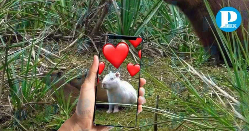 ¡Una ternurita blanca! Captan a capibara albino en reserva de Uruguay
