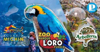 ¿Buscas plan? Lleva a los más pequeños a convivir con animales en Puebla