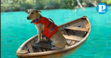 Ody, el perrito guía que enamora a turistas en la Huasteca Potosina