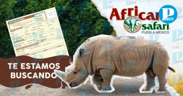 ¿Eres amante de los animales? Africam Safari abre nuevas vacantes