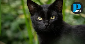 Autoridades y refugios alertan por rituales con animales negros en Halloween