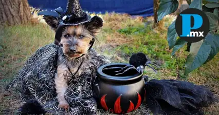 ¡Tu mascota puede ser la estrella! Participa en Guau-loween 2025