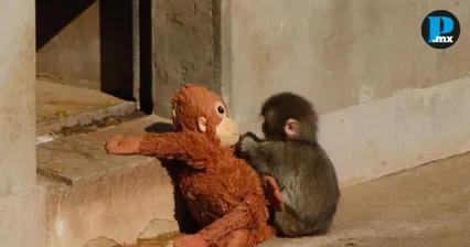 De dormir con su peluche a encajar con la manada: Conoce la historia de Punch