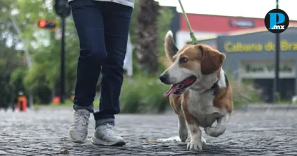 As&iacute; puedes participar en la prime Caminata Simi Pet Care Puebla