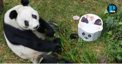 As&iacute; puedes enviar una carta a Xin Xin, la panda, por su cumplea&ntilde;os n&uacute;mero 36