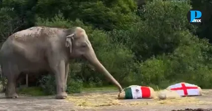 Elefanta de Africam Safari pone a M&eacute;xico en cuartos de final
