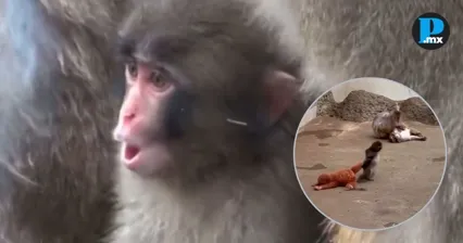 Punch, el monito viral del peluche, celebra su primer cumplea&ntilde;os 