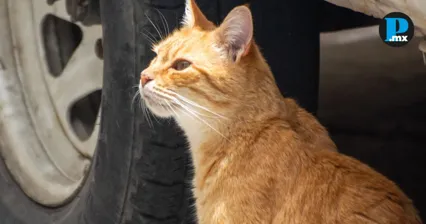 &iquest;Eres ilustrador? IMACP abre convocatoria para exposici&oacute;n de gatos