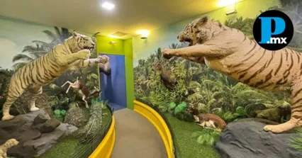 El espacio albergaba una colecci&oacute;n privada de ejemplares de fauna en taxidermia, minerales y f&oacute;siles en el centro de la ciudad.