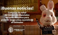 ¡Ralph lo logra en México! El Senado prohíbe el uso de animales en pruebas para cosméticos