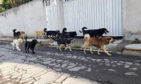 ¡Con los michis y lomitos no! En Mérida multarán a quien alimente animales en la calle