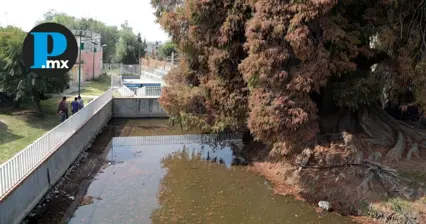 El daño ambiental ha provocado la muerte paulatina del ahuehuete