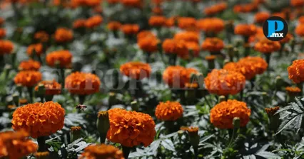 Productores poblanos esperan una alta demanda de cempas&uacute;chil, flor emblem&aacute;tica de las celebraciones de D&iacute;a de Muertos.