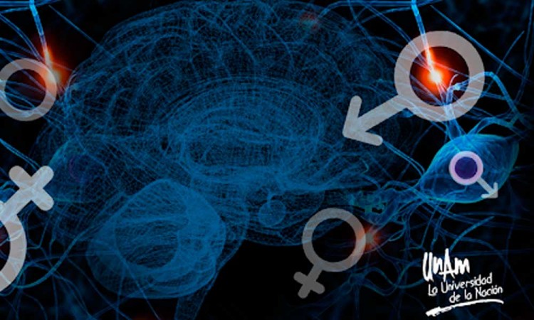 Hormonas sexuales podría aumentar tumores cerebrales