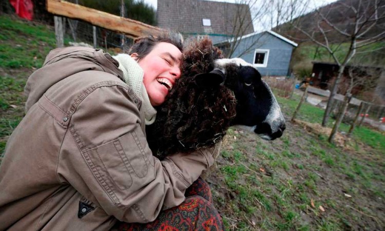 ¿Te sientes triste? Una granja alemana da la oportunidad de abrazar ovejas para combatir la soledad