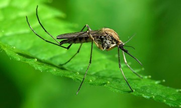 Diles adiós a los mosquitos