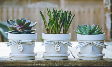 Haz que recuerden tu fiesta con las plantas adecuadas