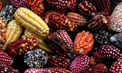 Conoce algunas de las razas mexicanas de ma&iacute;z