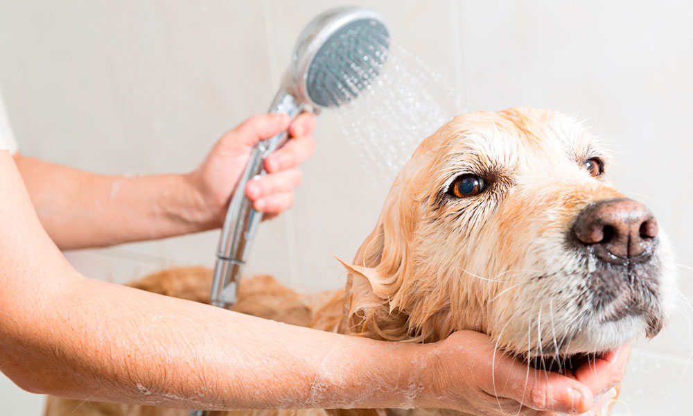 Hábitos de higiene en mascotas